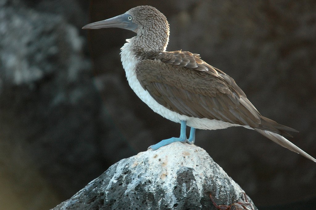 Booby, Blue-footed, 2004-10303790.JPG - Blue-footed Booby, Galapagos, 2004